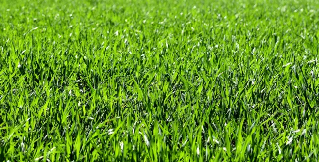 Ostatnie koszenie trawy w tym roku? Ekspert radzi… nie przegap tej daty. Jak wyczuć ten moment?